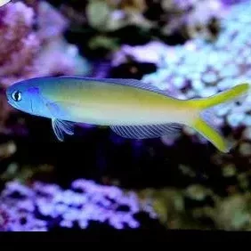 Blue Jaw Tilefish