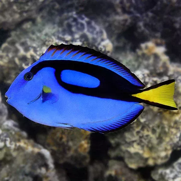 Blue Regal Tang