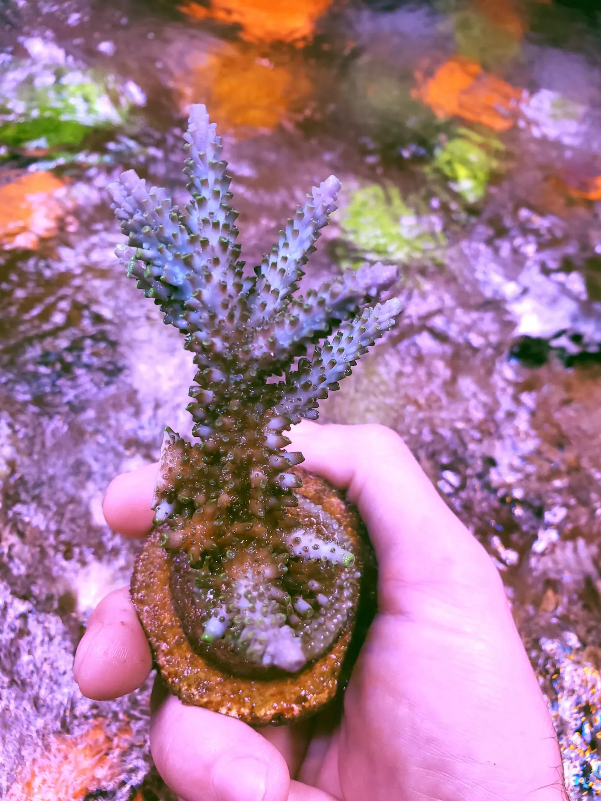 Blue Tip Thick staghorn
