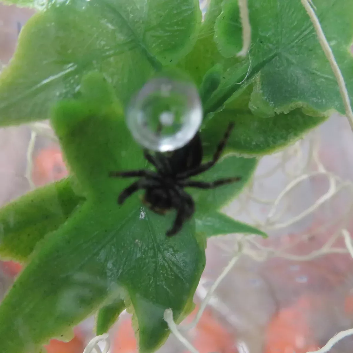 Bold Jumping Spider