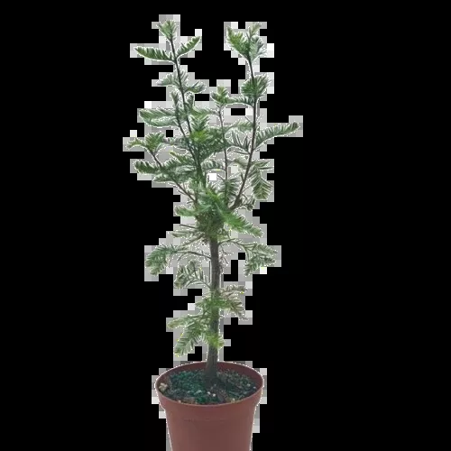 Bonsai Bald Cypress