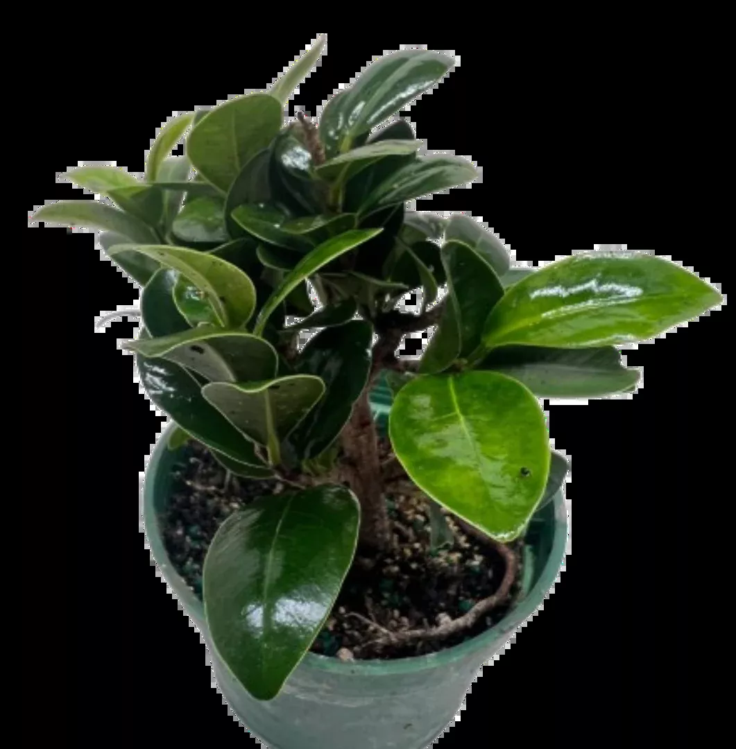 Bonsai Ficus Compacta