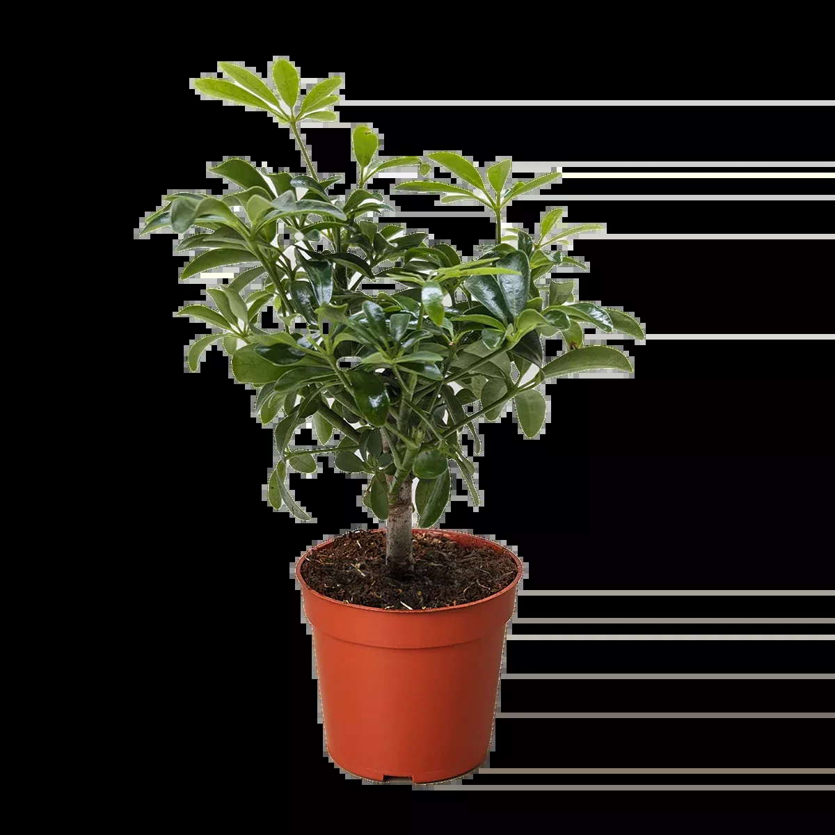 Bonsai Schefflera Arboricola