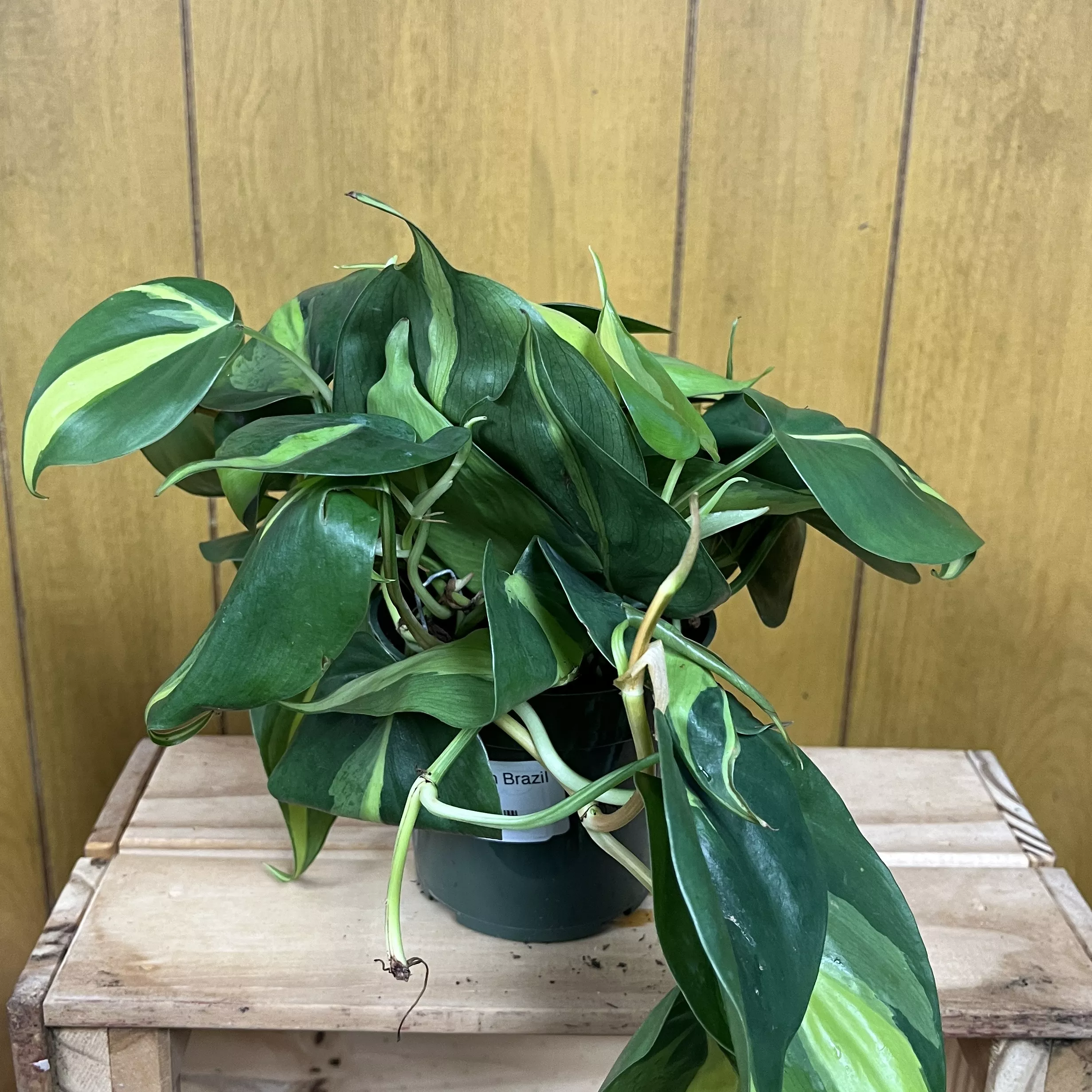 Brazil Philodendron