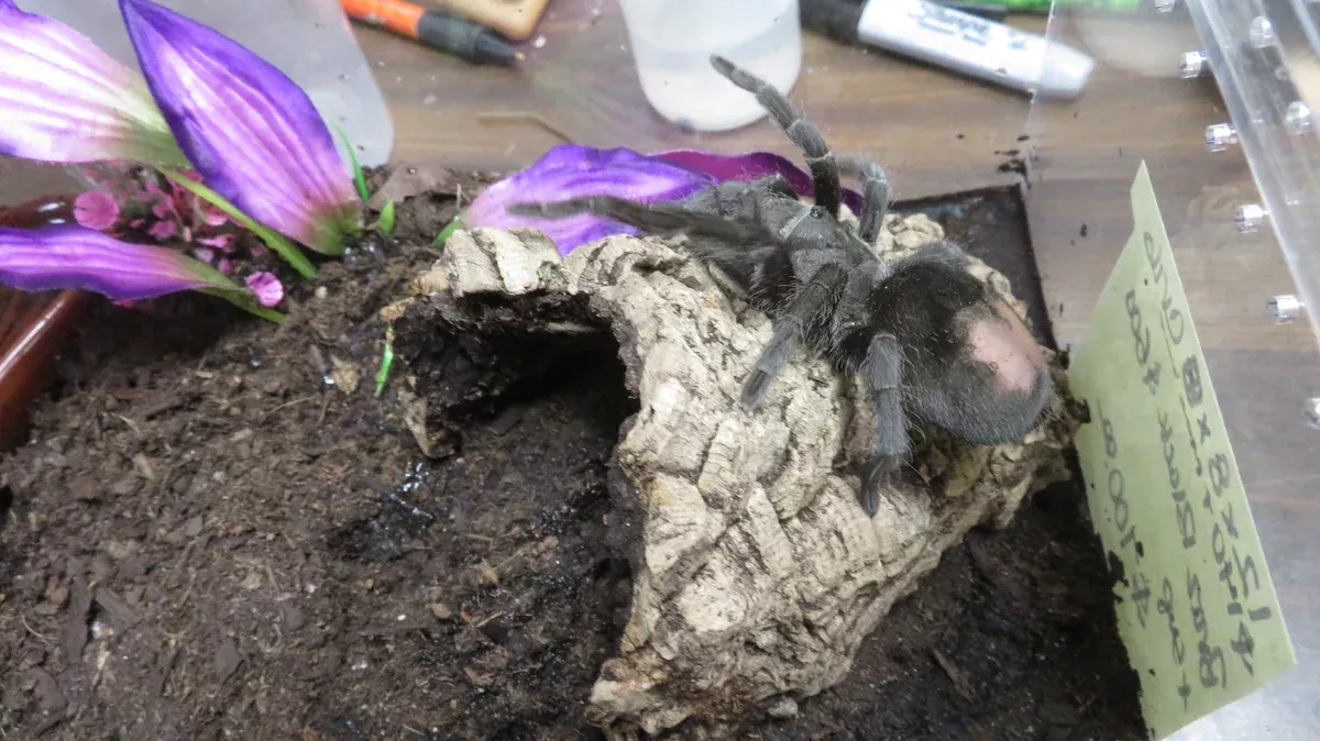 Brazilian Black tarantula Female 4"