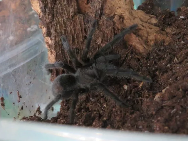 Brazilian Black tarantula