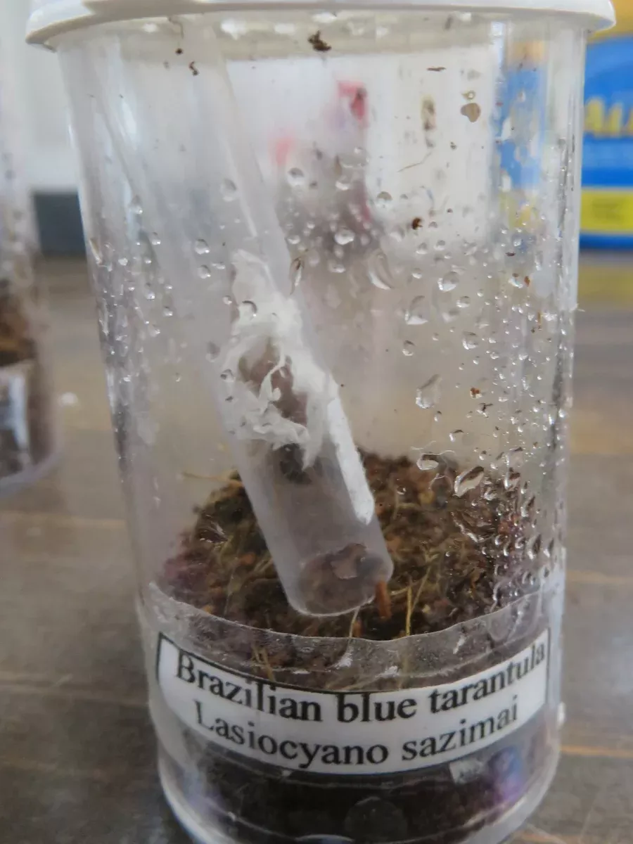 Brazilian Blue Tarantula