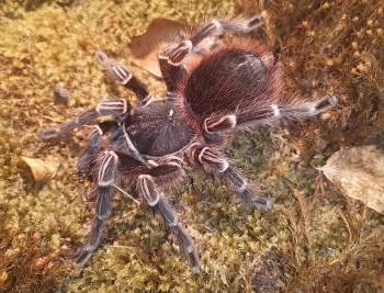 Brazilian Giant Black and White