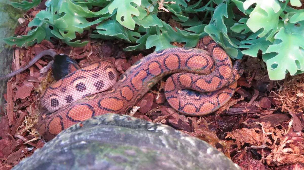 Brazilian Rainbow Boa