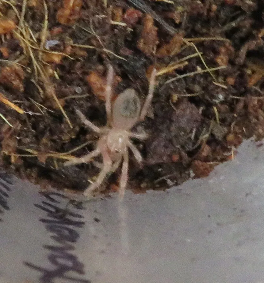 Brazilian Red & White Tarantula