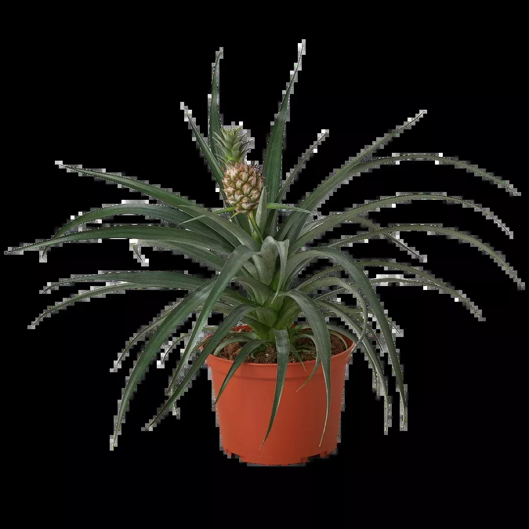 Bromeliad 'Yellow Pineapple' - 6" Pot