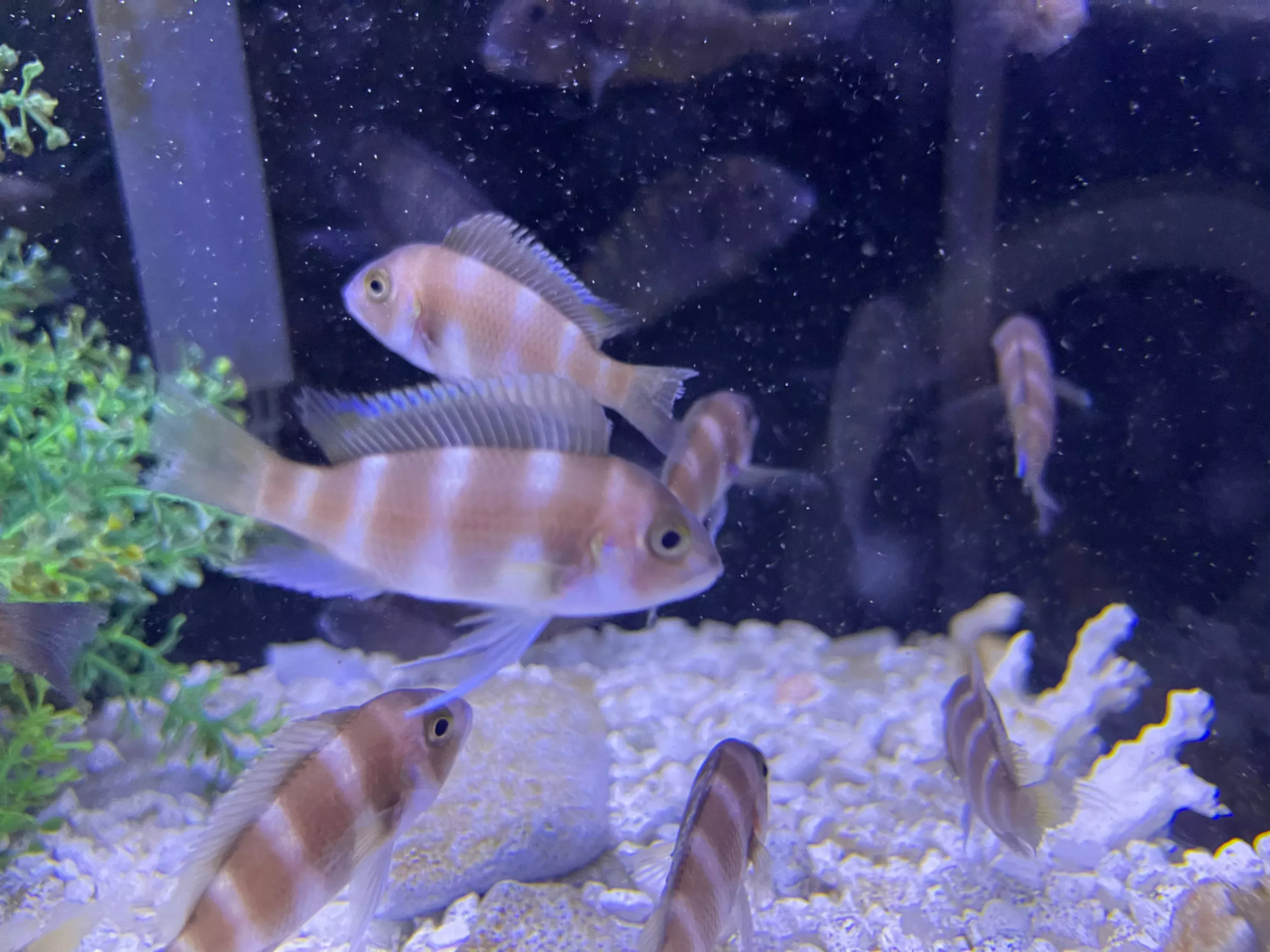 Brown Frontosa (Cyphotilapia frontosa)