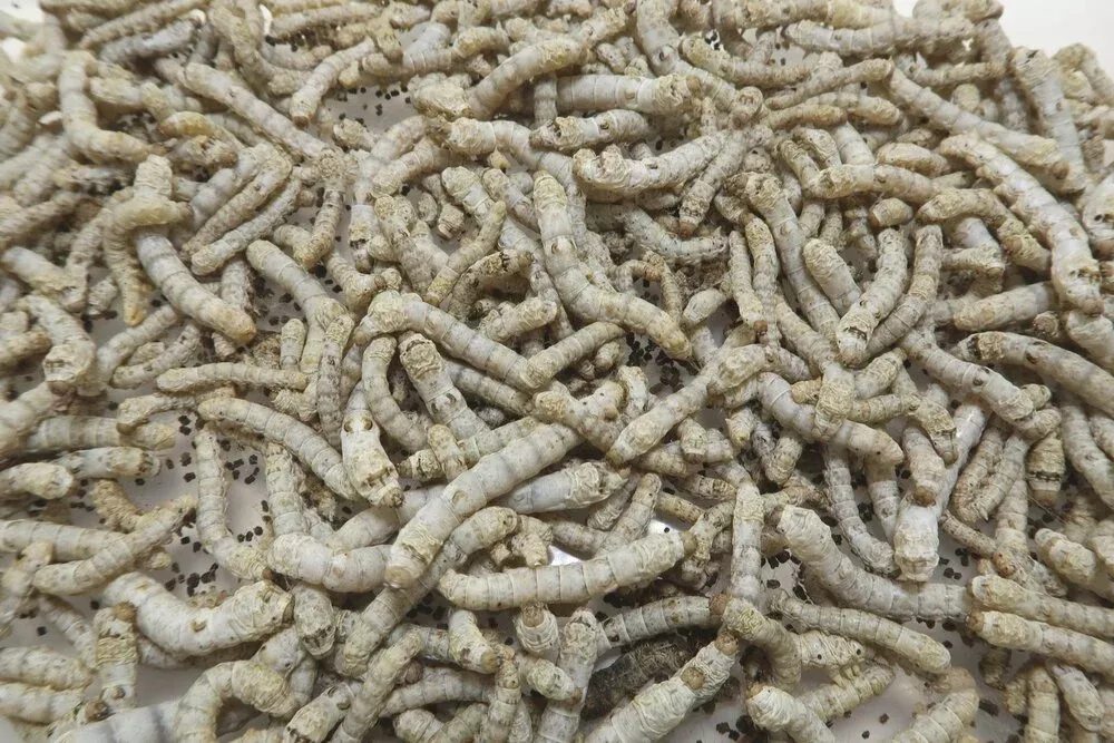 Bulk Silkworms- Back In Stock Next Week