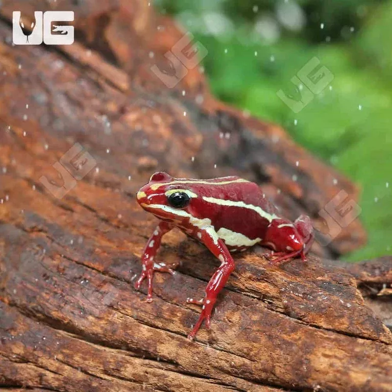 C.B. Anthony’s Dart Frog