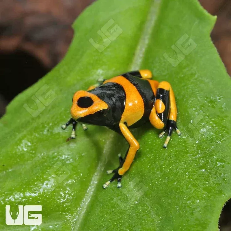 C.B. Bumblebee Dart Frog – Single