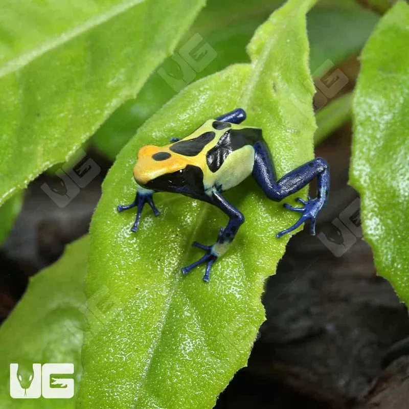 C.B. Cobalt Blue Tinctorius Dart Frog – Single