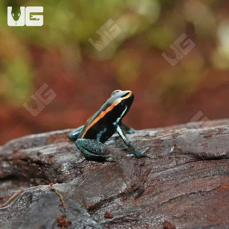 C.B. Golfodulcean Dart Frog