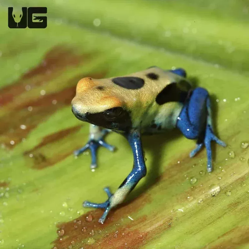 C.B. Patricia Tinctorius Dart Frog – Single