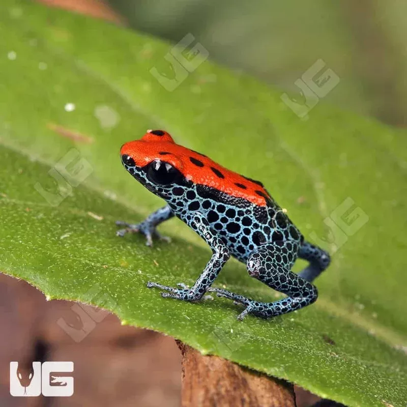 C.B. Red Backed Dart Frog