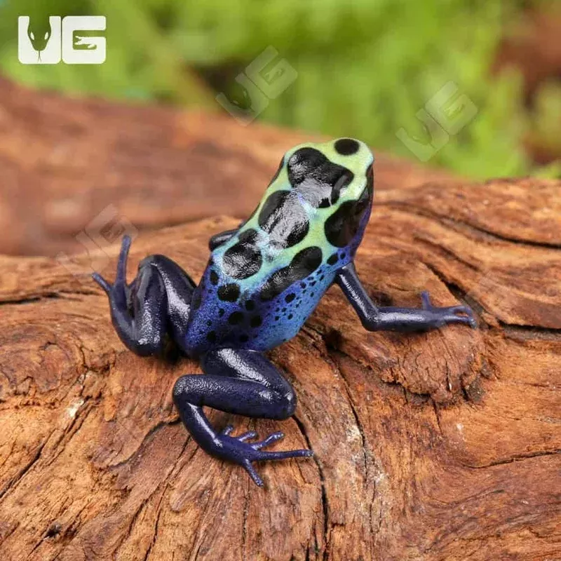 C.B. Yellow Sipaliwini Tinctorius Dart Frog – Single