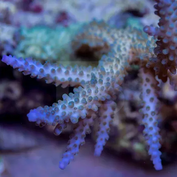 C-quarium Unknown