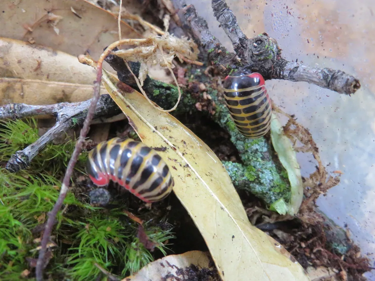 Candy Pill Millipede