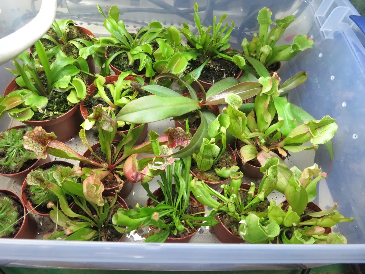 Carnivorous Plant