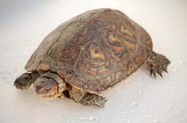 Central American Wood Turtle