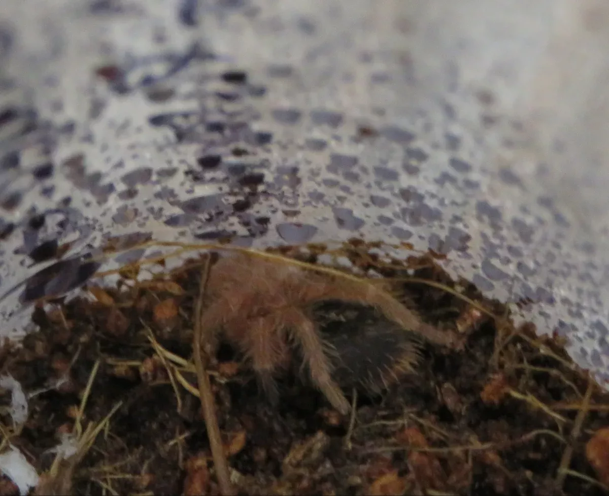 Chaco Golden Knee Tarantula