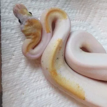 Champagne Pastel Ball Python B11