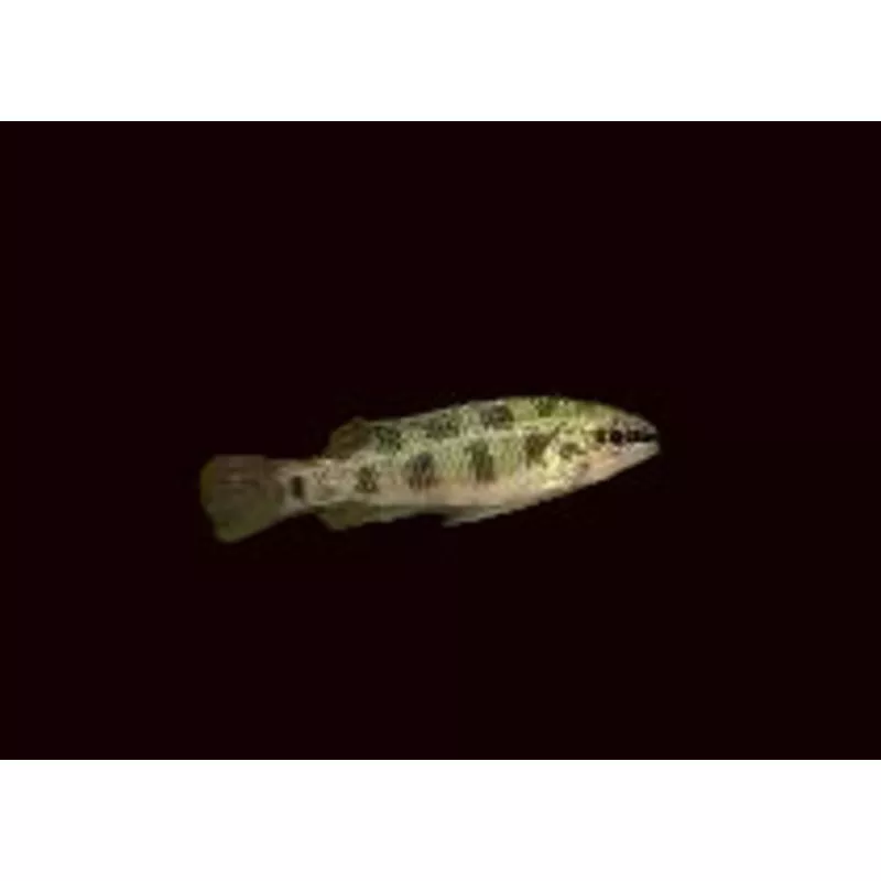 Checkerboard Cichlid