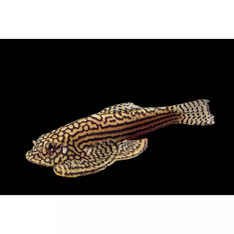 Chinese Zebra Hillstream Loach