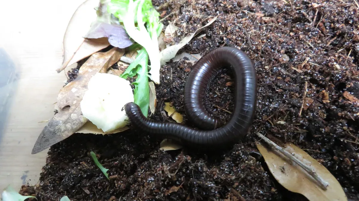 Chocolate Millipede