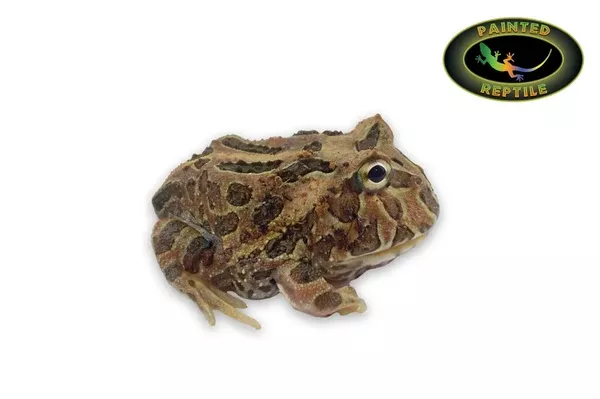 Chocolate Pac Man Frog