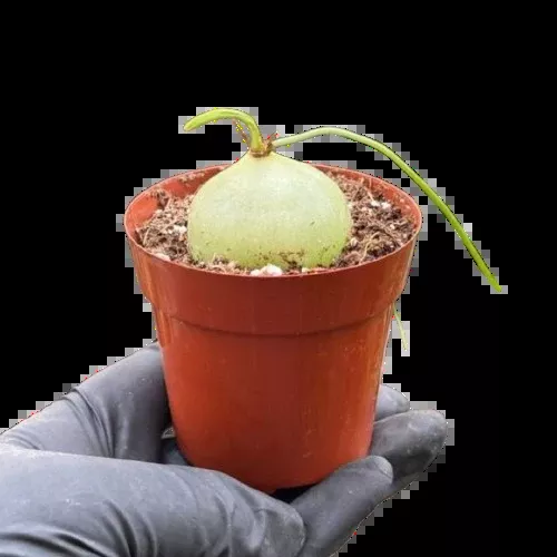 Climbing Onion