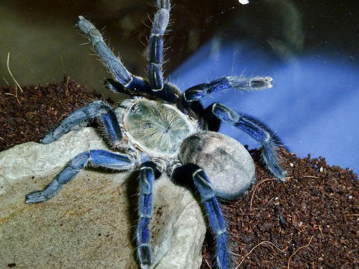 Cobalt Blue