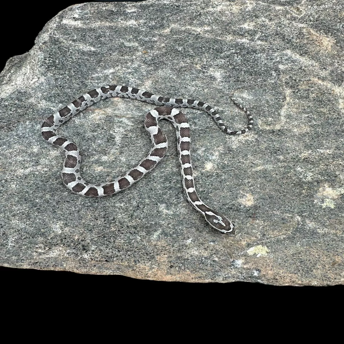 Corn Snake Anery