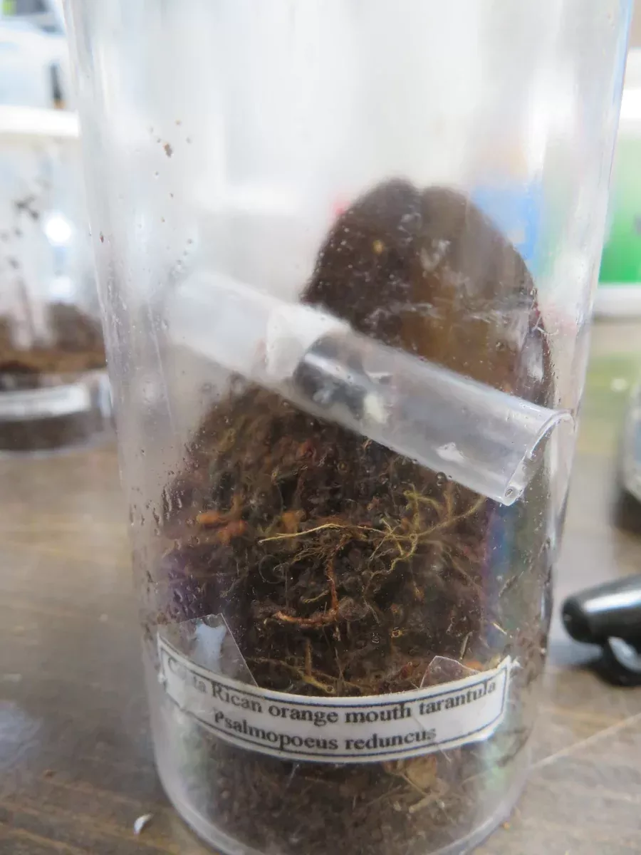 Costa Rican Orange Mouth Tarantula