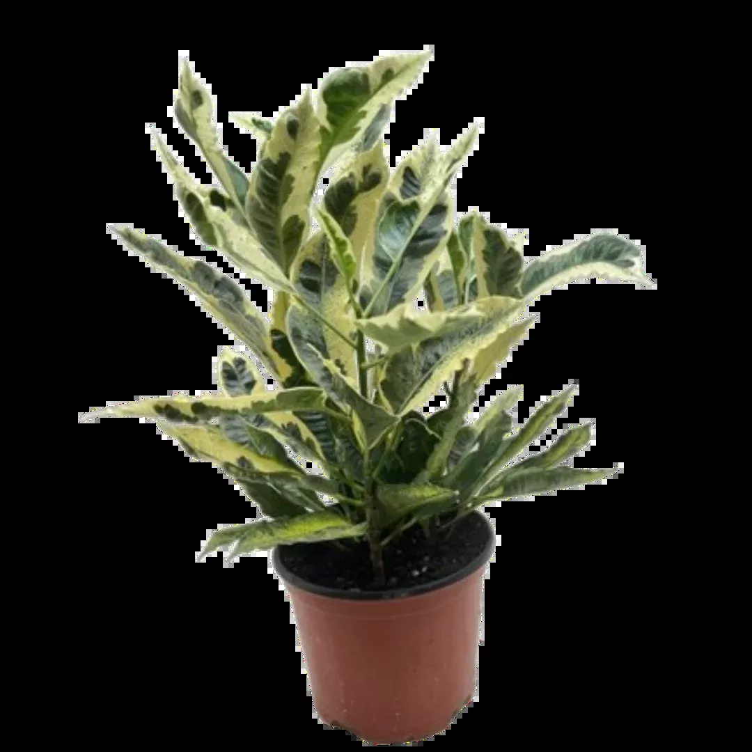 Croton 'Tamara'