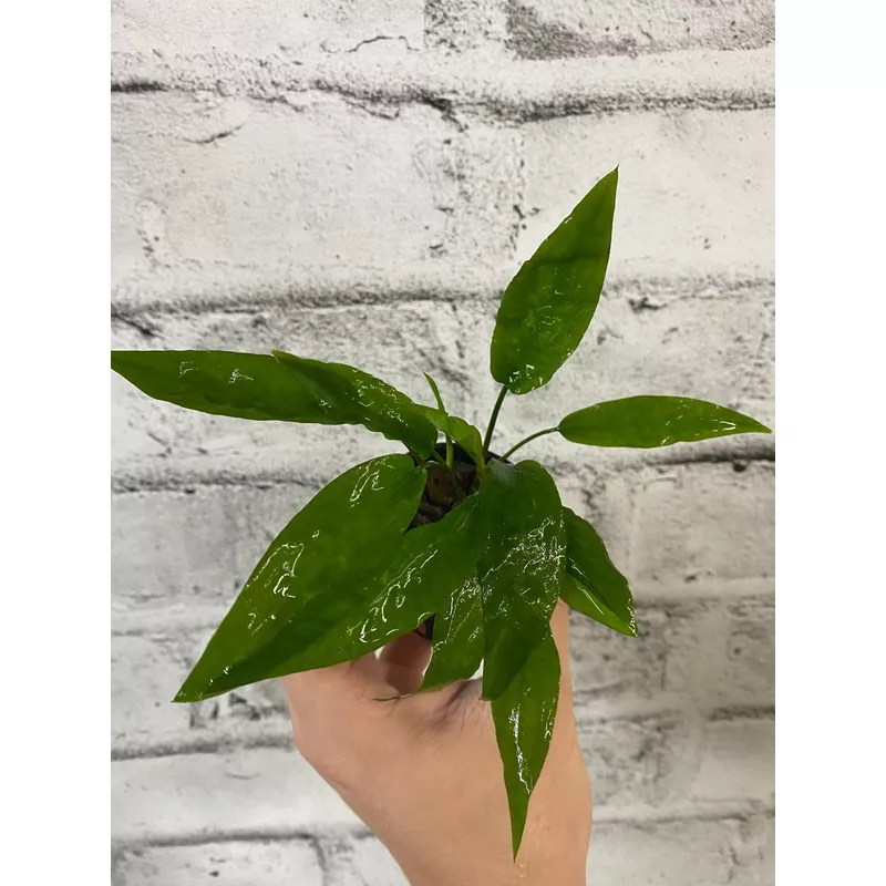 Cryptocoryne usteriana ‘Green’