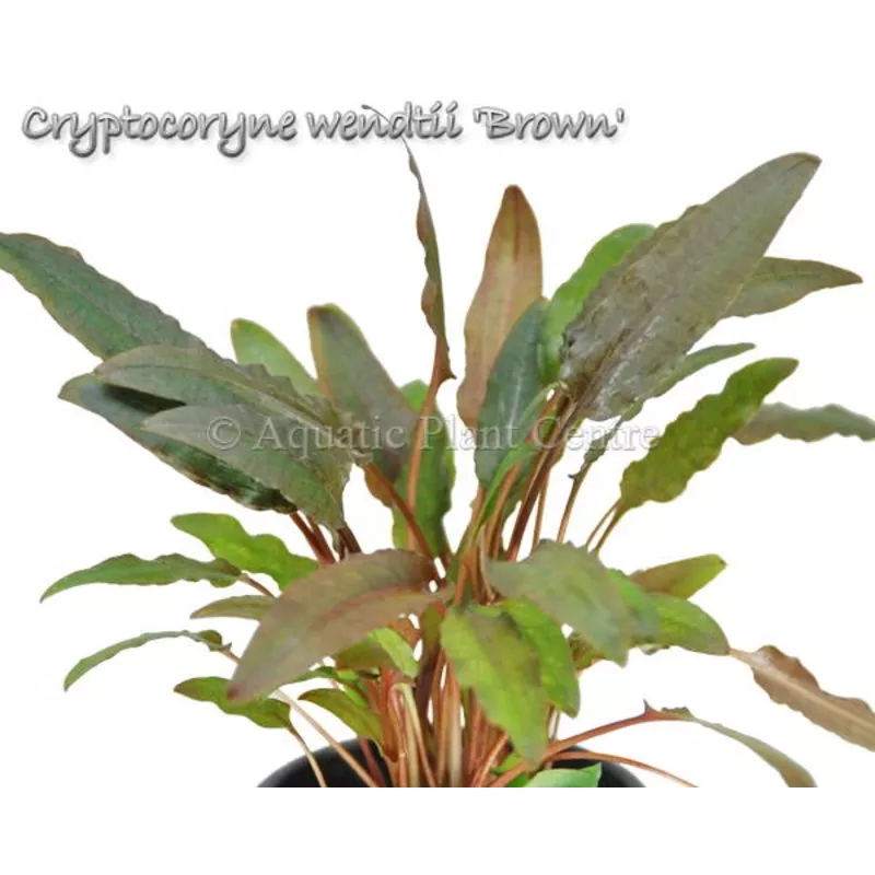 Cryptocoryne wendtii Brown – Potted