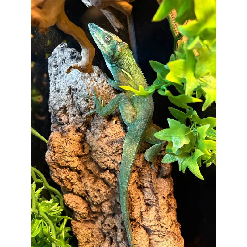Cuban Knight Anole (Anolis equestris)