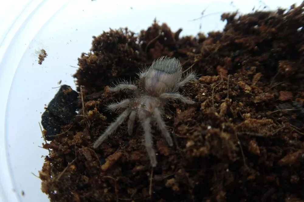 Curly Hair Tarantula