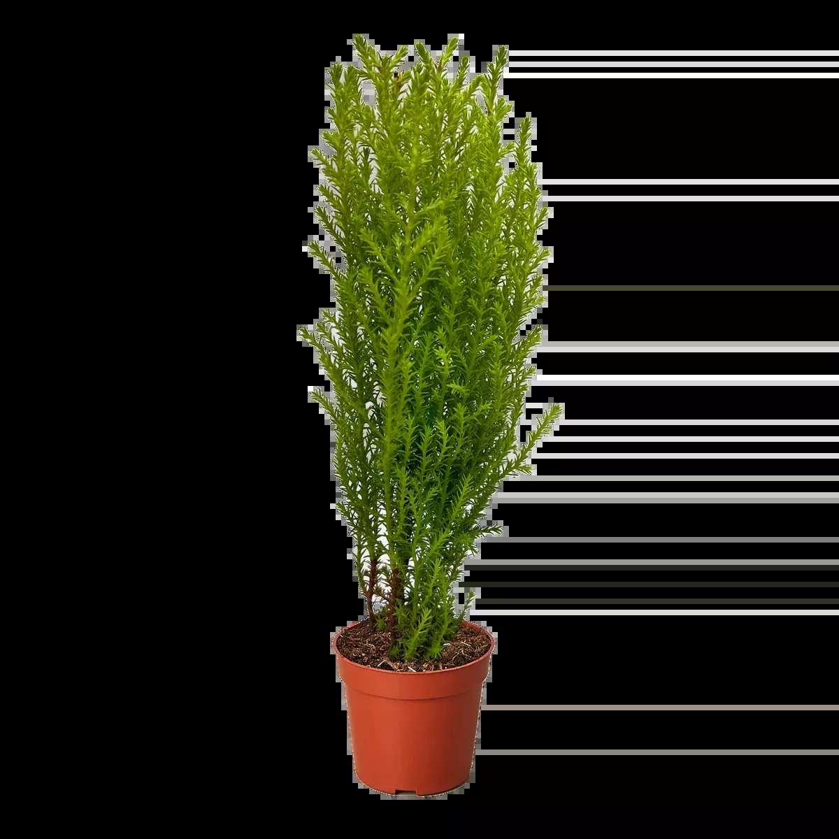 Cypress Lemon
