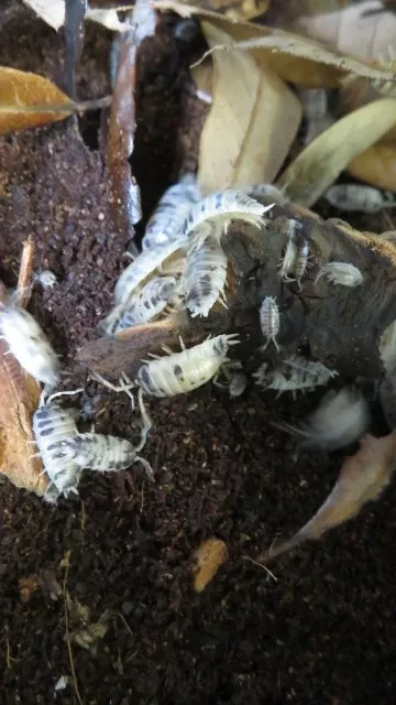 Dairy Cow Isopods 10+ Container