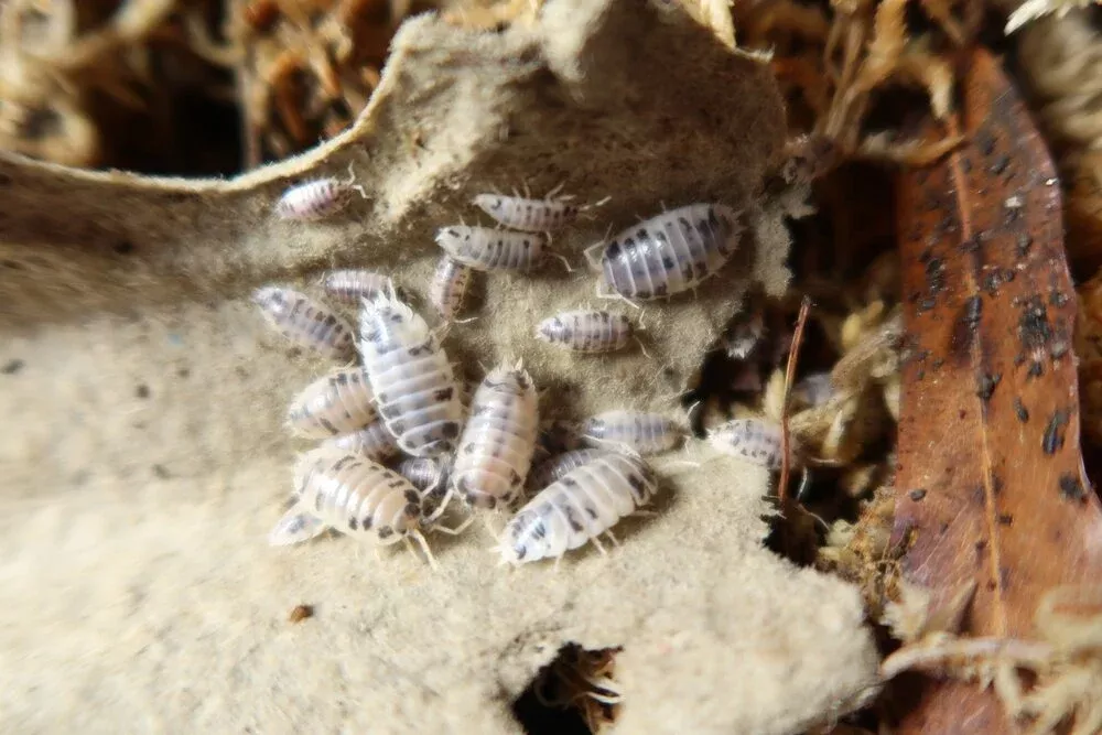 Dairy Cow Isopods- 12 Count