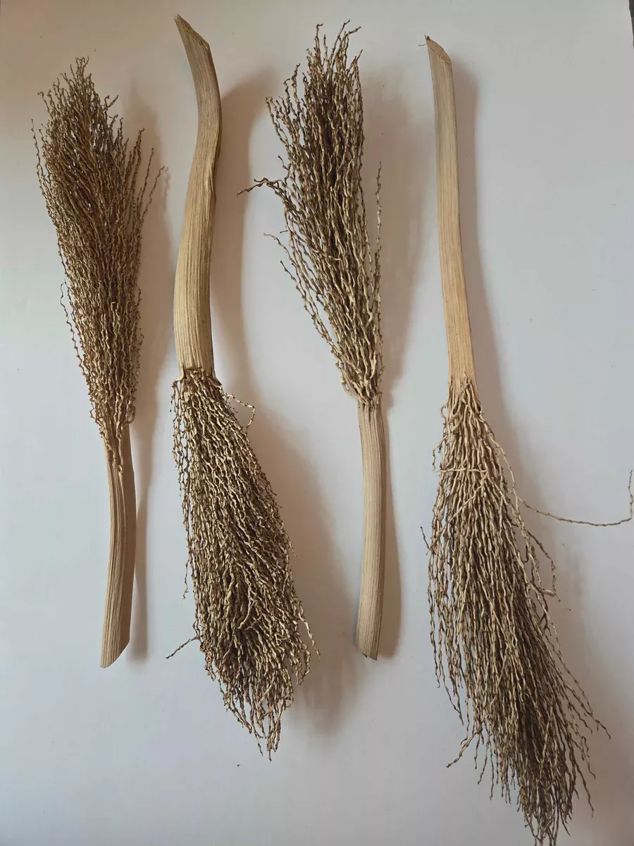 Date Palm Stalk