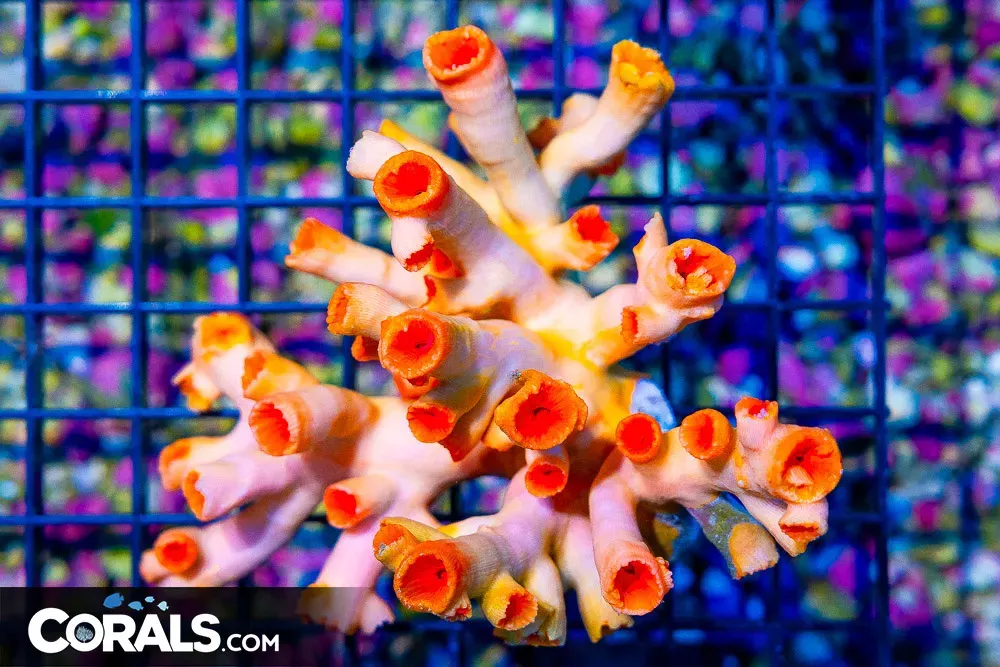 Dendro – Australia RARE