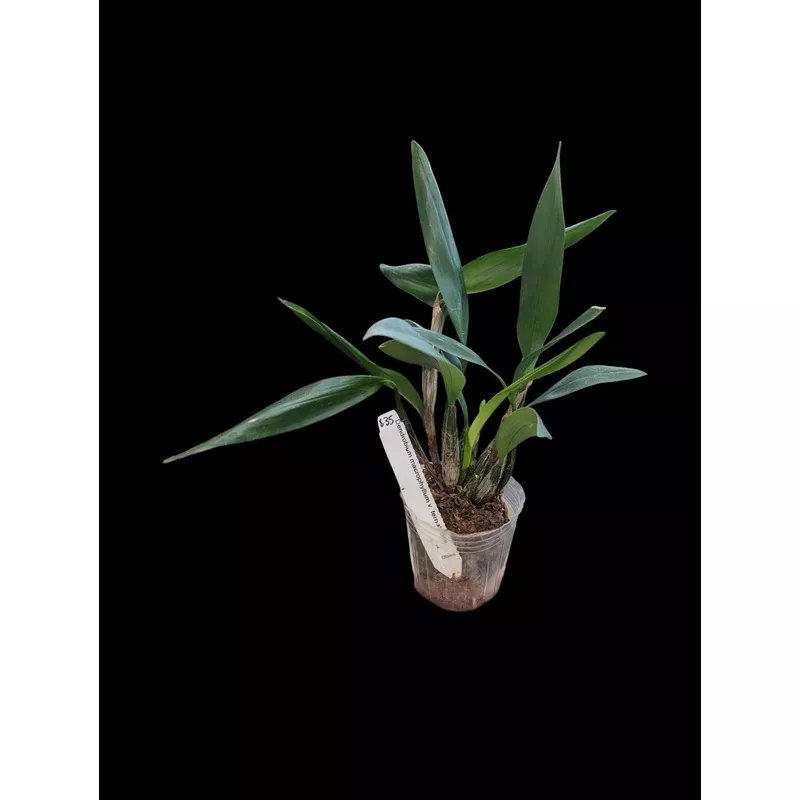 Dendrobium macrophyllum v. ternatense