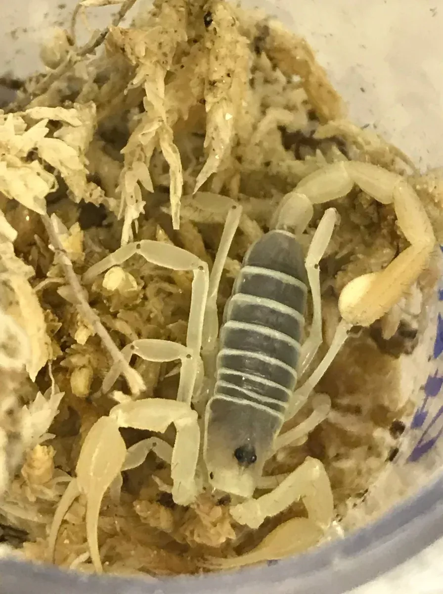 Desert Hairy Scorpion